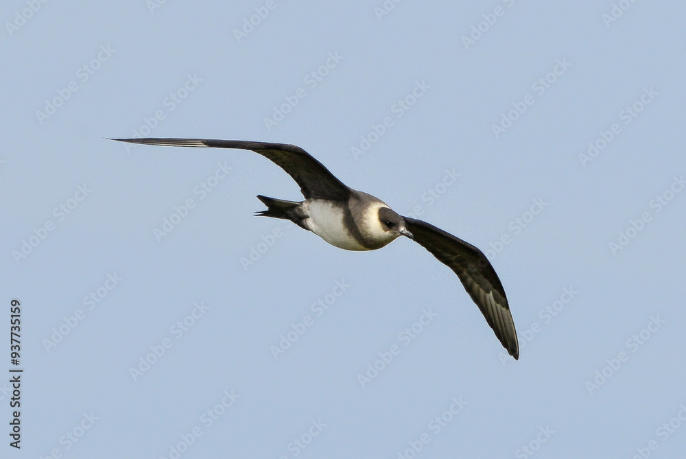 Labbe parasite,.Stercorarius parasiticus, Parasitic Jaeger Labbe parasite,.Stercorarius parasiticus, Parasitic Jaeger