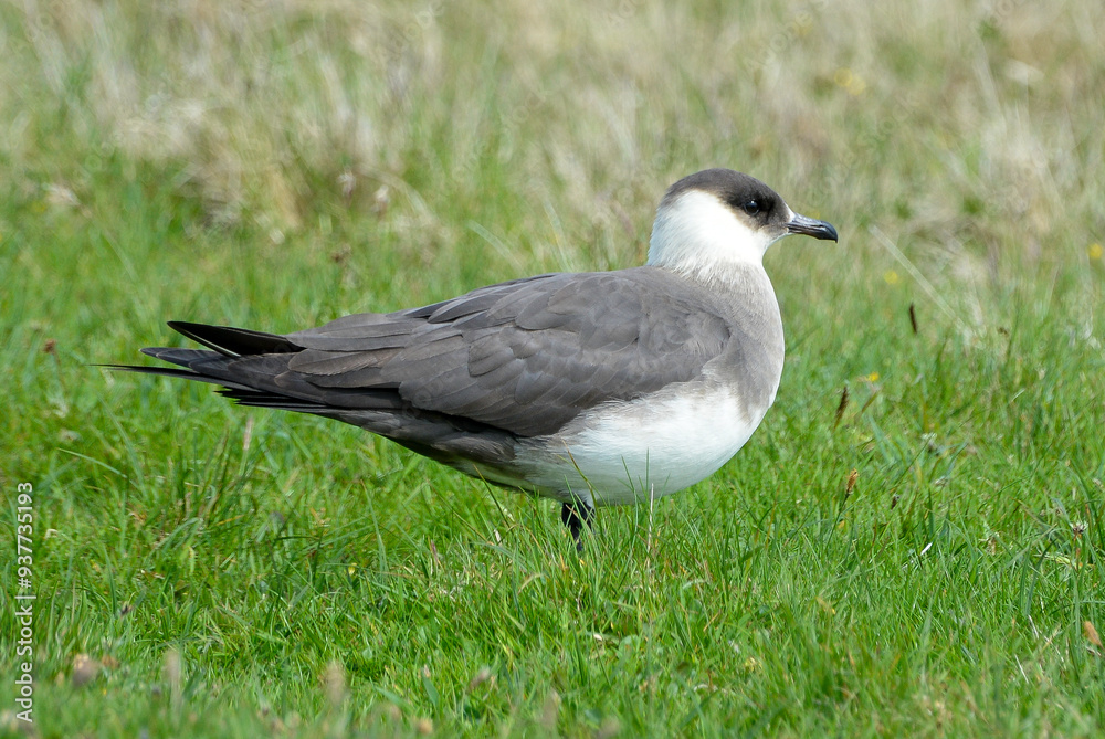 Labbe parasite,.Stercorarius parasiticus, Parasitic Jaeger
