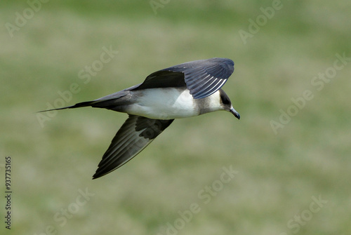 Labbe parasite,.Stercorarius parasiticus, Parasitic Jaeger photo