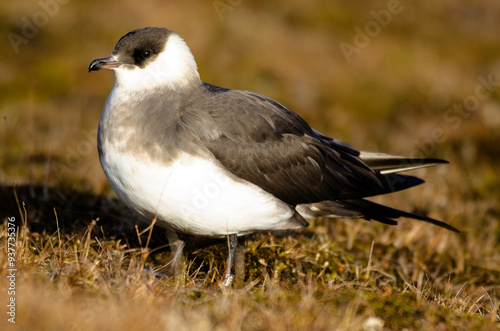 Labbe parasite,.Stercorarius parasiticus, Parasitic Jaeger photo