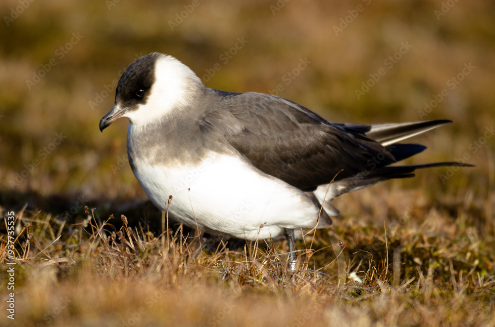 Naklejka premium Labbe parasite,.Stercorarius parasiticus, Parasitic Jaeger