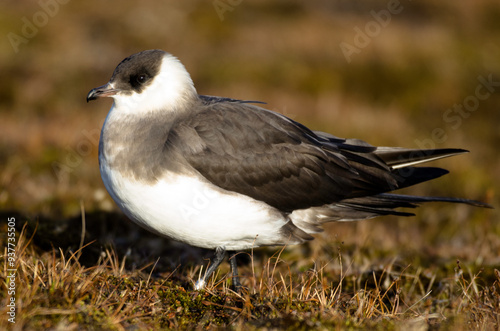 Labbe parasite,.Stercorarius parasiticus, Parasitic Jaeger photo