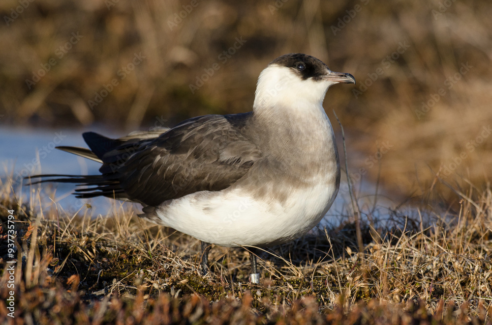 Labbe parasite,.Stercorarius parasiticus, Parasitic Jaeger Labbe parasite,.Stercorarius parasiticus, Parasitic Jaeger