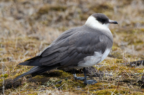 Labbe parasite,.Stercorarius parasiticus, Parasitic Jaeger photo