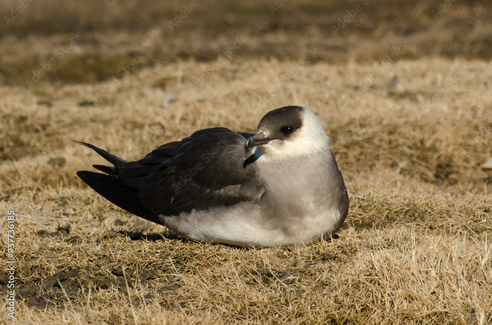 Labbe parasite,.Stercorarius parasiticus, Parasitic Jaeger Labbe parasite,.Stercorarius parasiticus, Parasitic Jaeger