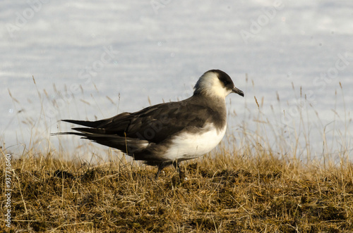 Labbe parasite,.Stercorarius parasiticus, Parasitic Jaeger photo