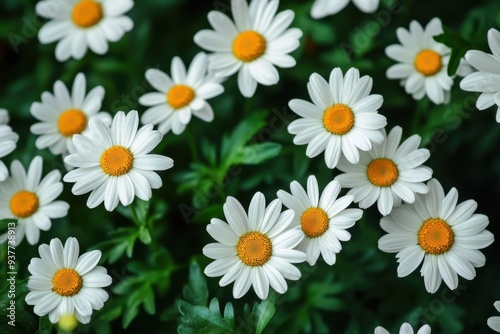 Vibrant White Daisies in Full Bloom