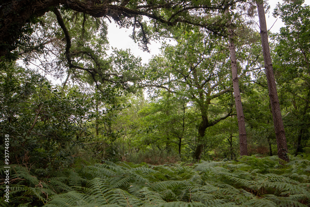 Obraz premium Landes, France