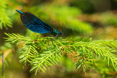 the dragonfly was photographed in close-up. The beautiful girl