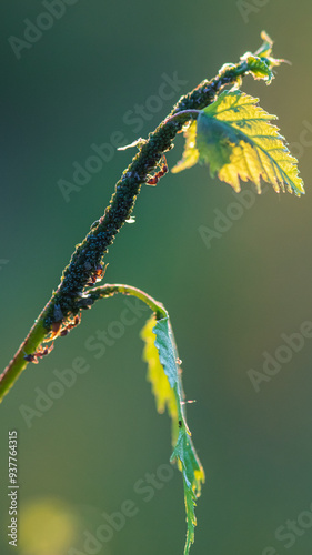 aphid ant farm, at the tip of the plant