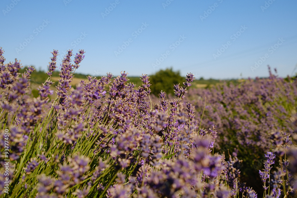 Obraz premium Lavender field