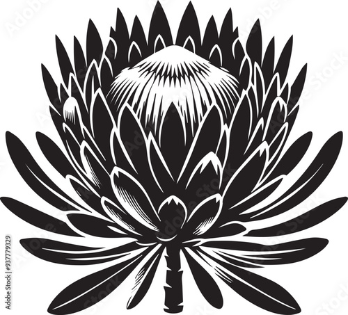 sketch of king protea flower black silhouette vector, Black and white flower