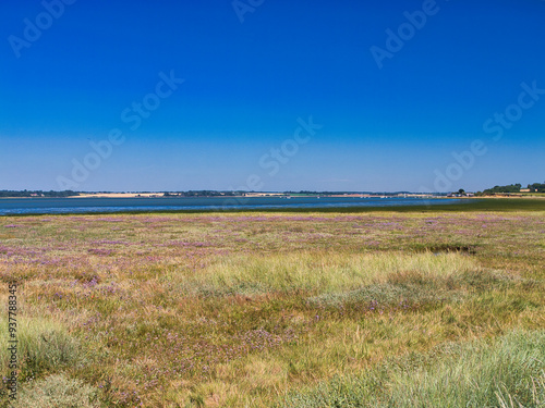 Marshland and low growing foliage of the River Stour Estuary near Wrabness, in East Sussex, England, UK. Taken from the Essex Way national trail on a sunny day in summer, with a clear blue sky.