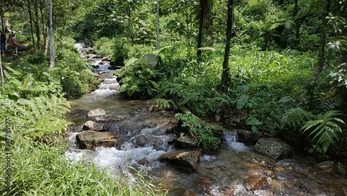 Pristine Stream Flowing Through Lush Green Forest