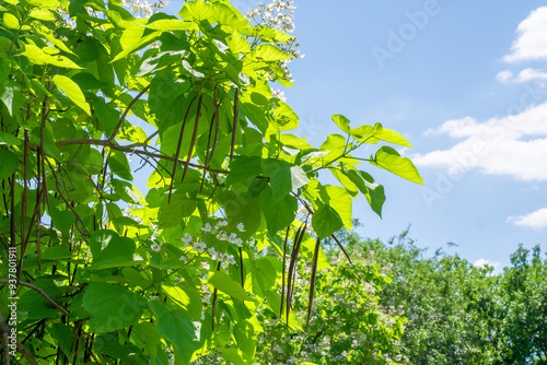 Lush Greenery in Spring Sunlight
