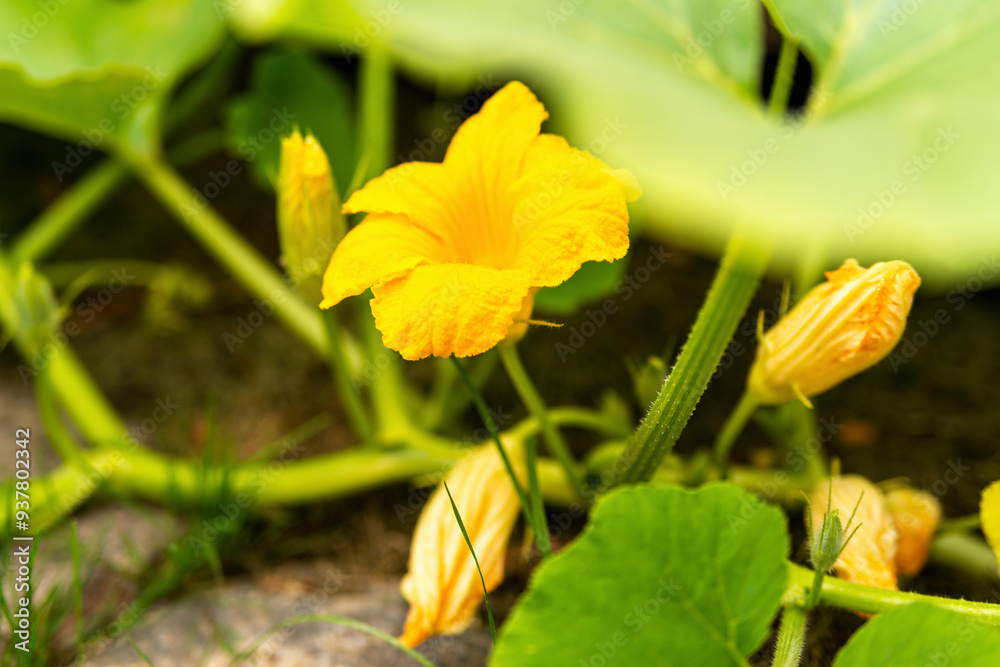 blooming young pumpkin plants in a garden bed in a natural environment blooming young pumpkin plants in a garden bed in a natural environment
