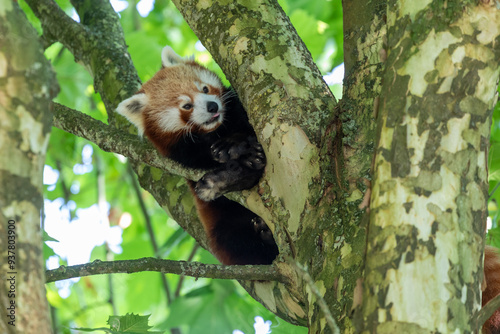 red panda in tree