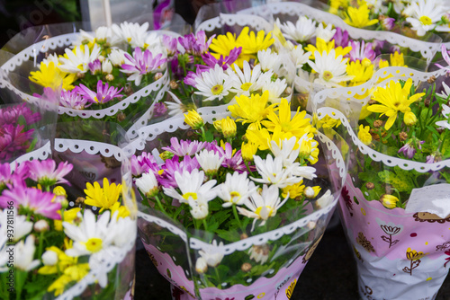 Spring Daisies Wrapped. Nature's hues revealed