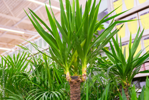 Lush Yucca Plant Display. Greenery in a Bright Indoor Space