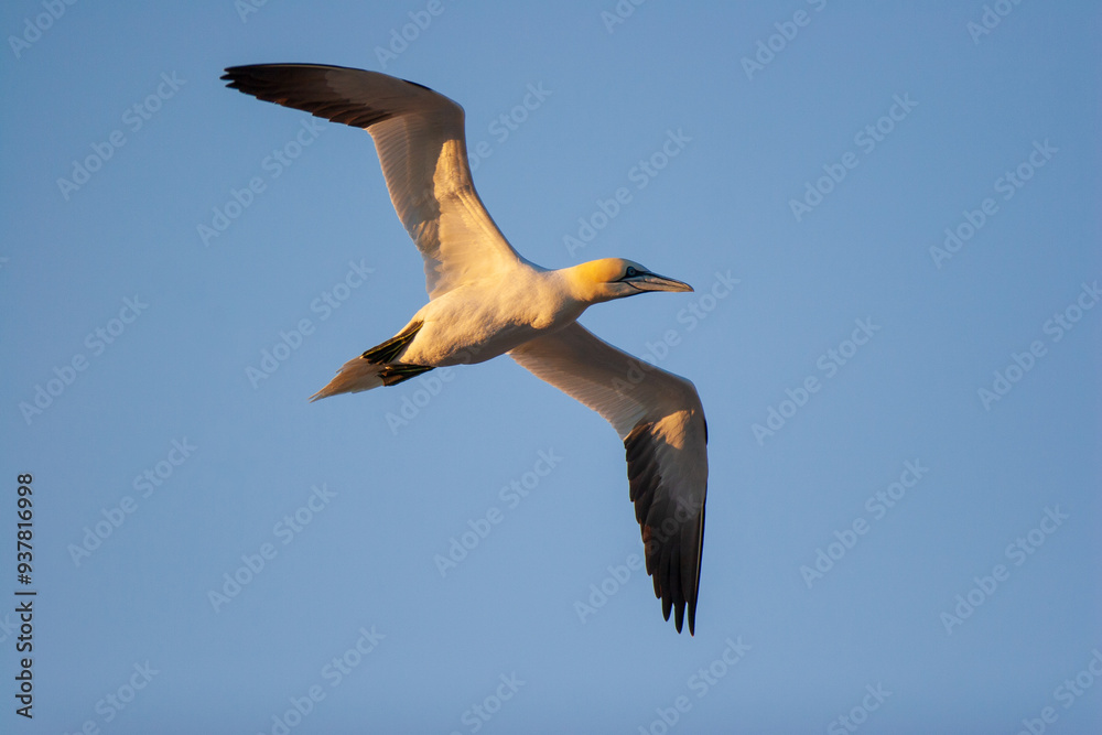 Obraz premium The northern gannet (Morus bassanus) in flight. It is a seabird, the largest species of the gannet family, Sulidae.