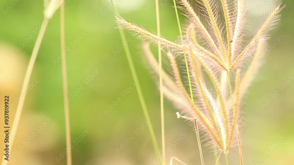 Wild Grass in Motion with a Blurry Background Wild Grass in Motion with a Blurry Background