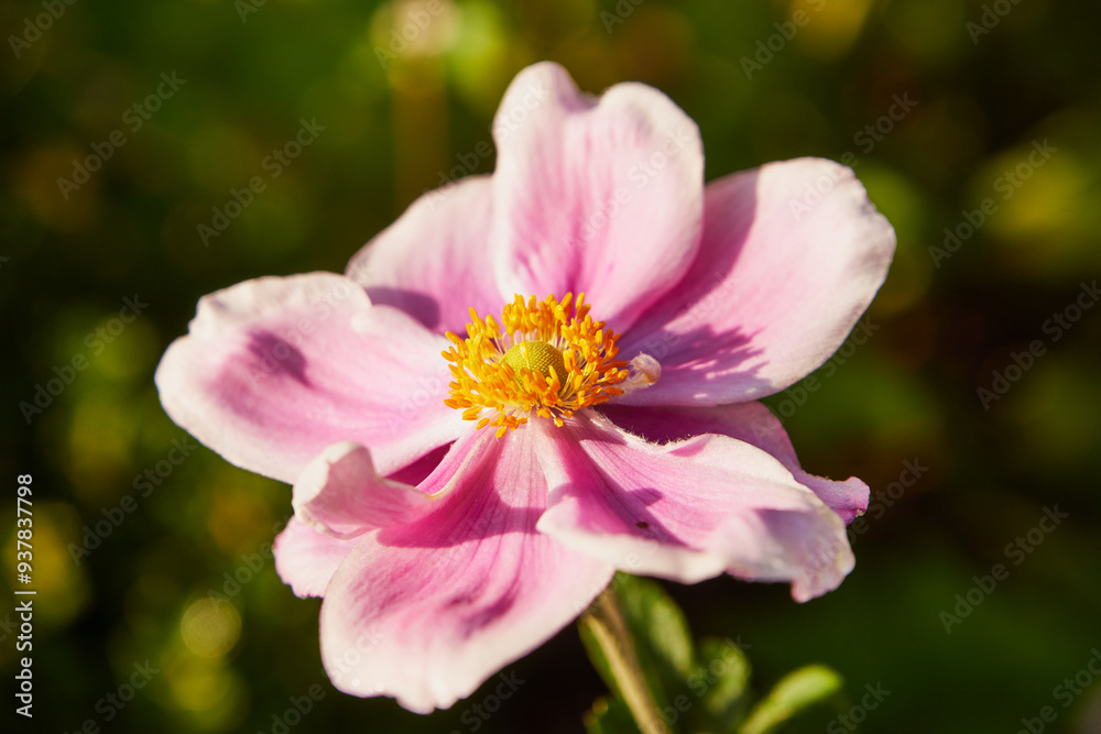 Zawilec japoński, Anemone scabiosa H.Lév. & Vaniot Zawilec japoński, Anemone scabiosa H.Lév. & Vaniot