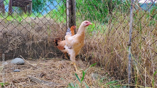 Wallpaper Mural My young rooster and hen in the pen of our chicken coop, next to our house Torontodigital.ca