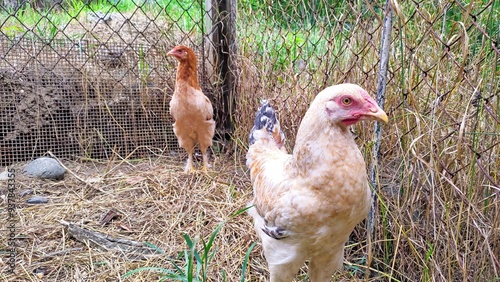 Wallpaper Mural My young rooster and hen in the pen of our chicken coop, next to our house Torontodigital.ca