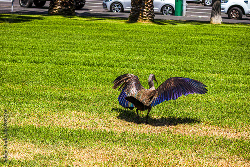 Ibis at Green point photo