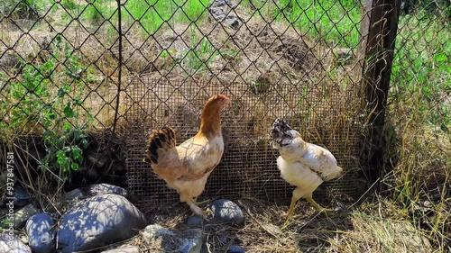 Wallpaper Mural My young rooster and hen in the pen of our chicken coop, next to our house Torontodigital.ca