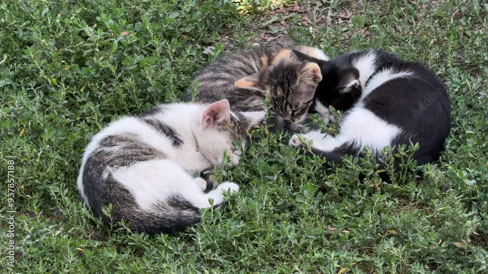 Three small kittens sleep on green grass. Three small kittens sleep on green grass.