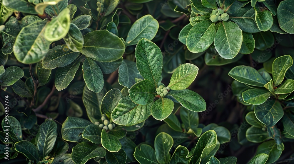 Vibrant Green Leaves: A Close-Up Look at Nature's Beauty Vibrant Green Leaves: A Close-Up Look at Nature's Beauty