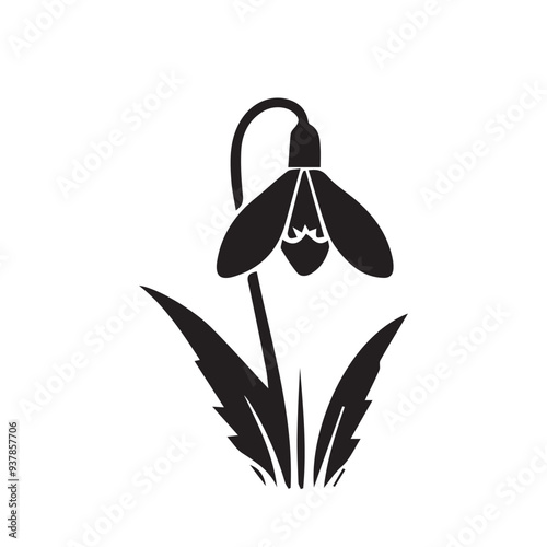 snowdrop flower vector illustration