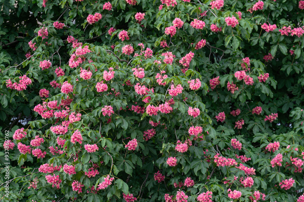 Pink chestnut, symbol of Kyiv, blossom tree textured background. Blooming spring in Europe concept. Pink chestnut, symbol of Kyiv, blossom tree textured background. Blooming spring in Europe concept.