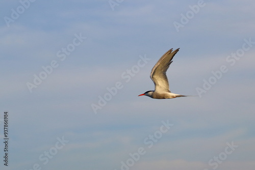 sterna hirundo