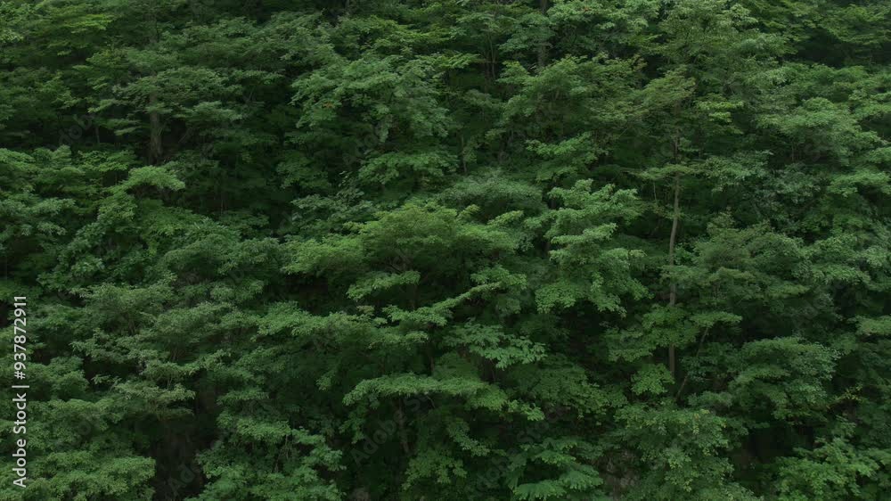 山間の深い森