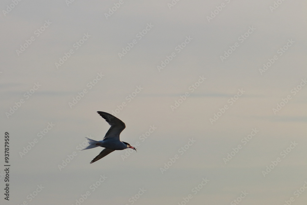 tern