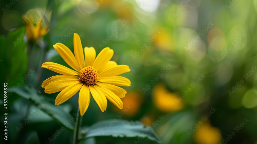 Closeup of a Yellow Wildflower. Closeup of a Yellow Wildflower.
