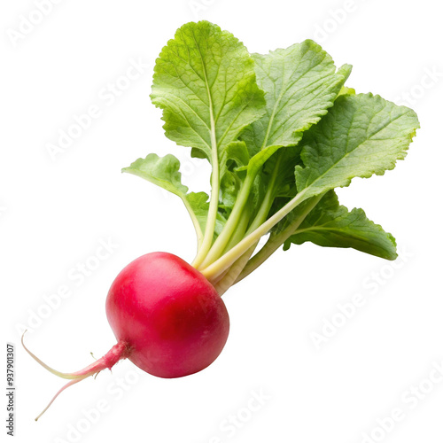 radish isolated on white