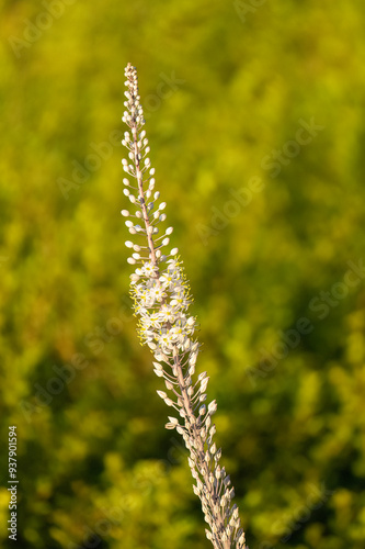 Fotografia A Blooming Squill