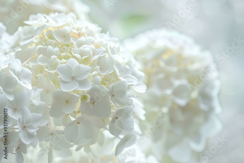 Close up of white hydrangea flowers with blurred background, white color theme, copy space for brand marketing