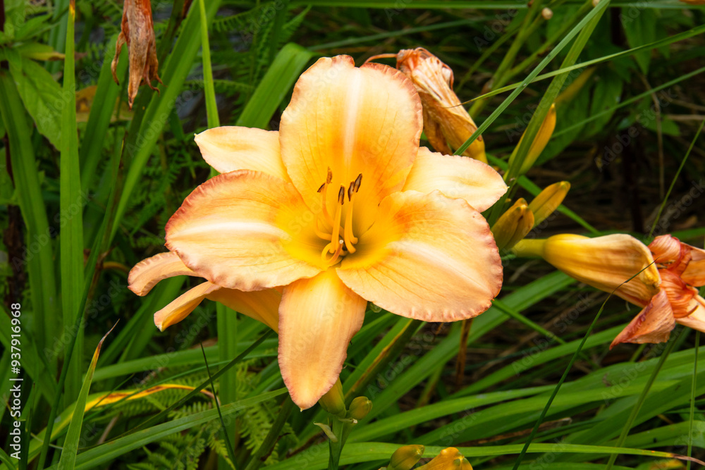 Gros plan d'une fleur d'hémérocalle jaune Gros plan d'une fleur d'hémérocalle jaune