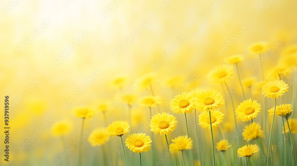 Bright yellow flowers bloom in a sunny meadow in spring Bright yellow flowers bloom in a sunny meadow in spring
