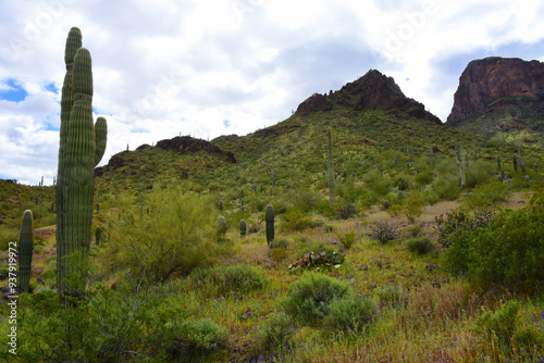 Sonora Desert Arizona Picacho Peak State Park photo