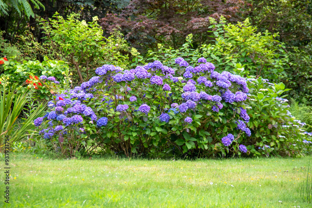 Naklejka premium Massif d'hortensias bleus en pleine floraison