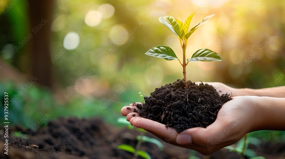 A Hand Holding a Small Sapling with Soil in a Forest Setting A Hand Holding a Small Sapling with Soil in a Forest Setting