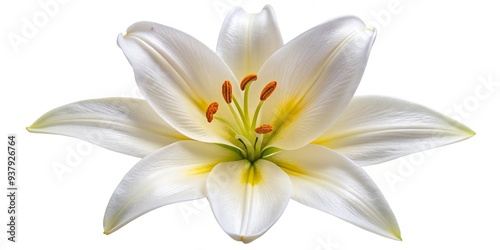 Delicate white lily flower with yellow center and subtle texture, isolated on pure white background, perfect for design and editing, viewed from directly above.