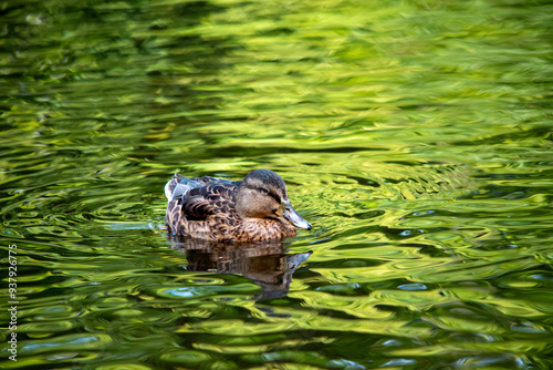 Eine Ente schwimmt vor sich hin im Wasser des Sees photo