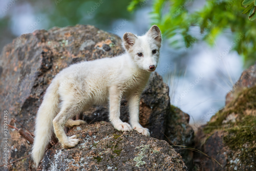 Single cute little arctic fox relax on the rock. clean and bright green background with golden sun light. beautiful scenery.. Single cute little arctic fox relax on the rock. clean and bright green background with golden sun light. beautiful scenery..