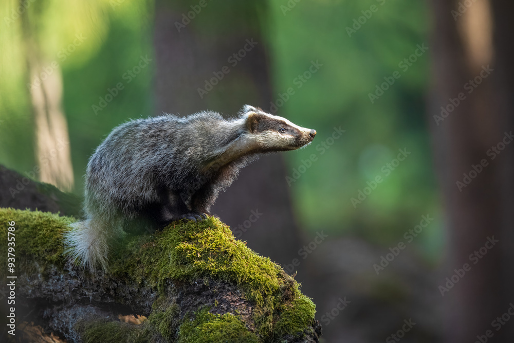 European badger (Meles meles), in the morning light on moss-covered hills standing in the forest, captive, Bohemian Forest, Czech Republic, Europe European badger (Meles meles), in the morning light on moss-covered hills standing in the forest, captive, Bohemian Forest, Czech Republic, Europe